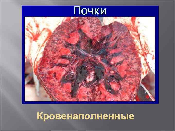 Кровенаполненные 