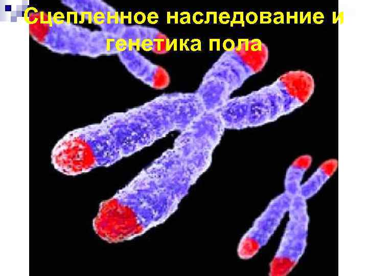 Сцепленное наследование и генетика пола 