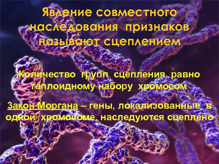 Явление совместного наследования признаков называют сцеплением Количество групп сцепления равно гаплоидному набору хромосом 3