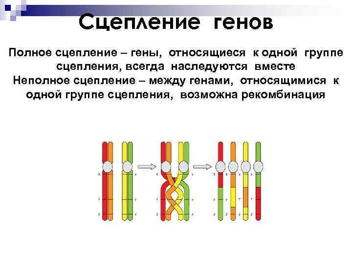 Сцепление генов Полное сцепление – гены, относящиеся к одной группе сцепления, всегда наследуются вместе