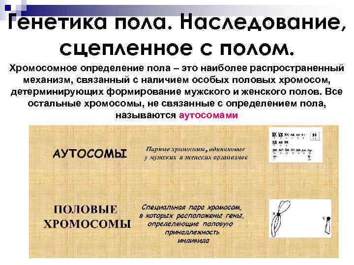 Генетика пола. Наследование, сцепленное с полом. Хромосомное определение пола – это наиболее распространенный механизм,