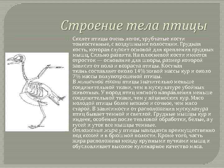 Скелет птиц приспособлен у птиц кости. Скелет птицы. Строение скелета птицы. Строение тела птицы скелет. Структура скелета птицы.