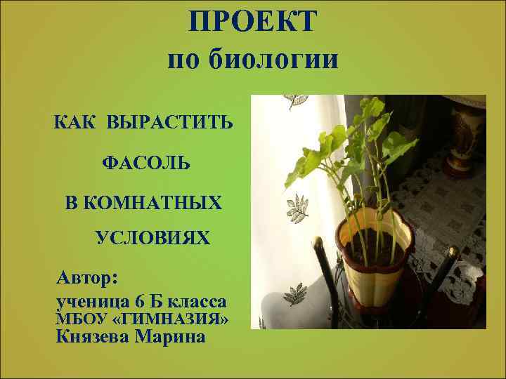 ПРОЕКТ по биологии КАК ВЫРАСТИТЬ ФАСОЛЬ В КОМНАТНЫХ УСЛОВИЯХ Автор: ученица 6 Б класса