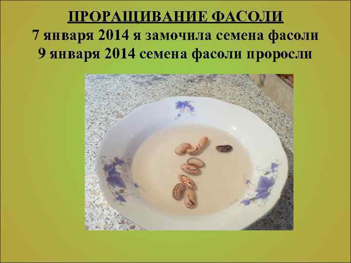 ПРОРАЩИВАНИЕ ФАСОЛИ 7 января 2014 я замочила семена фасоли 9 января 2014 семена фасоли