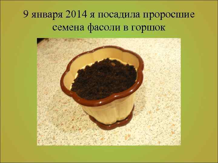 9 января 2014 я посадила проросшие семена фасоли в горшок 