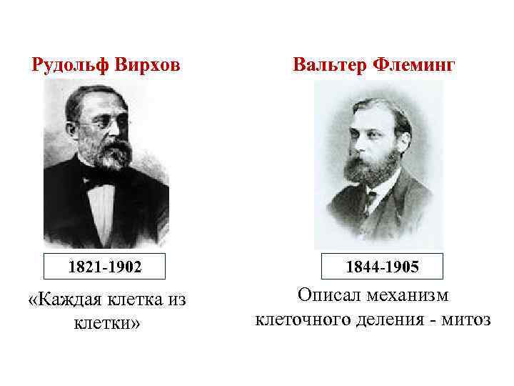 Рудольф Вирхов 1821 -1902 «Каждая клетка из клетки» Вальтер Флеминг 1844 -1905 Описал механизм