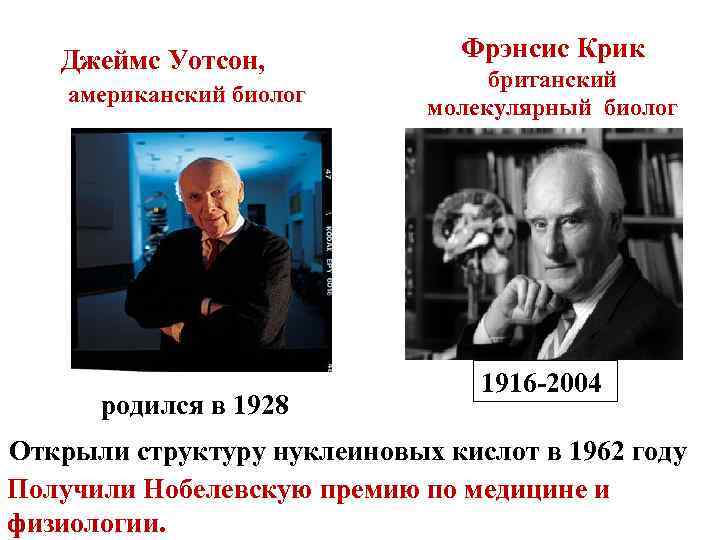 Джеймс Уотсон, американский биолог родился в 1928 Фрэнсис Крик британский молекулярный биолог 1916 -2004