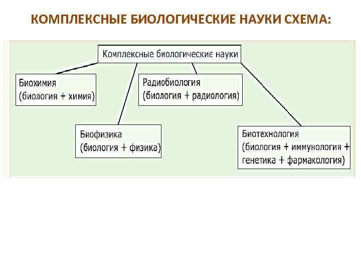 КОМПЛЕКСНЫЕ БИОЛОГИЧЕСКИЕ НАУКИ СХЕМА: 