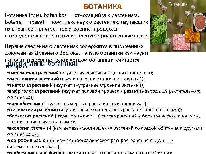 БОТАНИКА Ботаника (греч. botanikos — относящийся к растениям, botane — трава) — комплекс наук