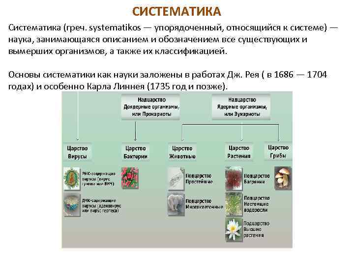 СИСТЕМАТИКА Систематика (греч. systematikos — упорядоченный, относящийся к системе) — наука, занимающаяся описанием и