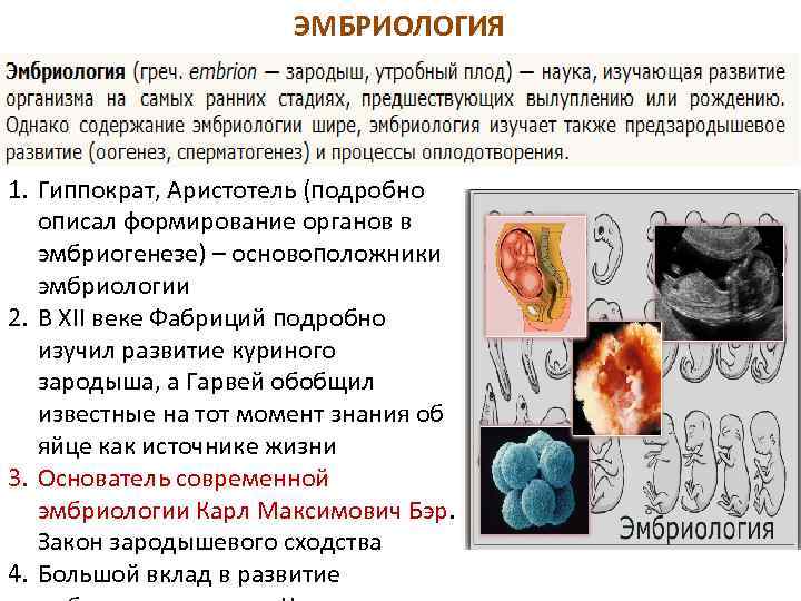 ЭМБРИОЛОГИЯ 1. Гиппократ, Аристотель (подробно описал формирование органов в эмбриогенезе) – основоположники эмбриологии 2.