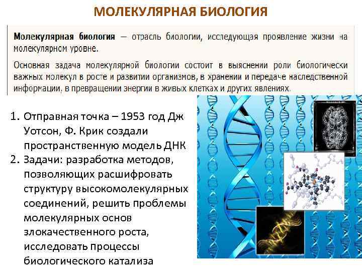МОЛЕКУЛЯРНАЯ БИОЛОГИЯ 1. Отправная точка – 1953 год Дж Уотсон, Ф. Крик создали пространственную
