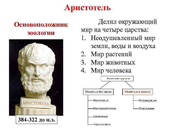 Аристотель Основоположник зоологии 384 -322 до н. э. Делил окружающий мир на четыре царства: