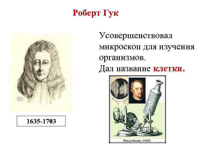 Роберт Гук Усовершенствовал микроскоп для изучения организмов. Дал название клетки. 1635 -1703 