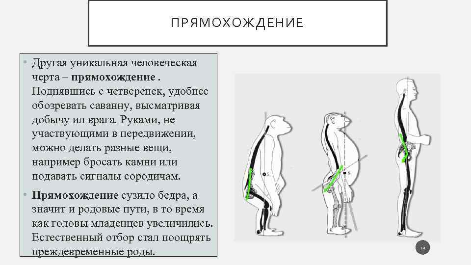 ПРЯМОХОЖДЕНИЕ • Другая уникальная человеческая черта – прямохождение. Поднявшись с четверенек, удобнее обозревать саванну,