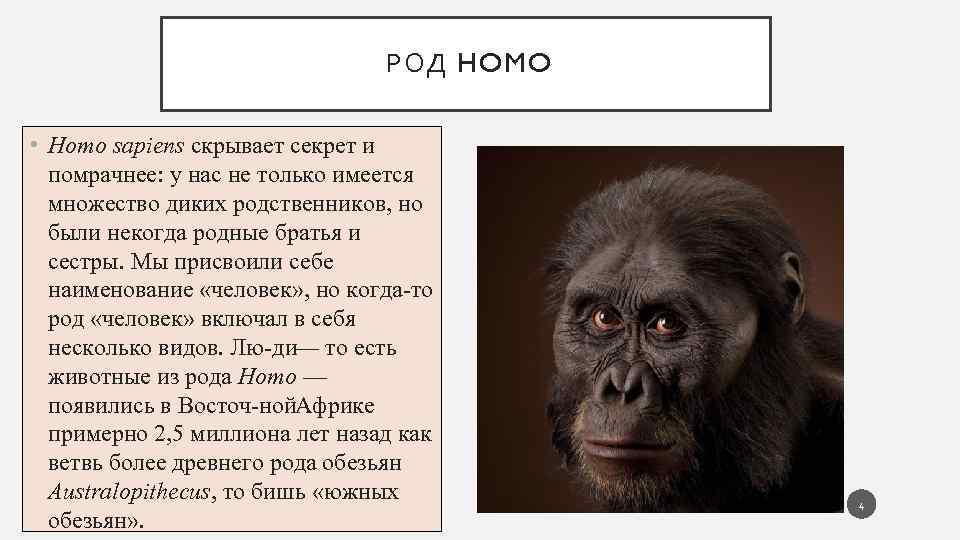 РОД HOMO • Homo sapiens скрывает секрет и помрачнее: у нас не только имеется