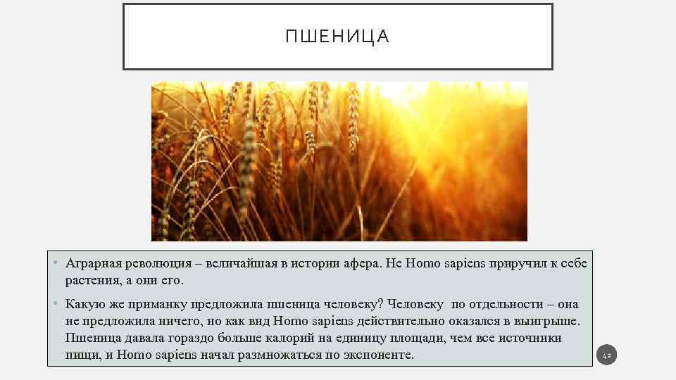Аграрная революция homo sapiens. Харари пшеница. Пшеница значение для человека. Пшеничный что значит