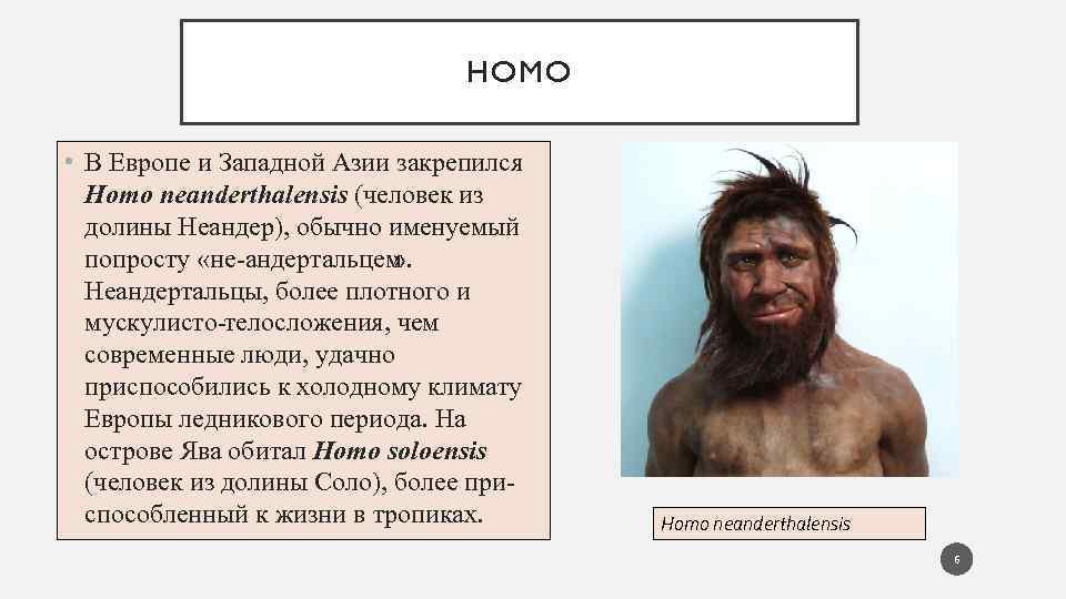 HOMO • В Европе и Западной Азии закрепился Homo neanderthalensis (человек из долины Неандер),