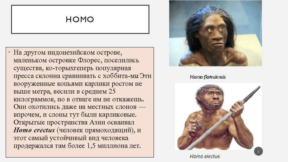 Homo на русский. Хоббиты с острова Флорес и гомо сапиенс. Homo floresiensis, населявших остров Флорес в Индонезии. На индонезийском острове Флорес 500 веков назад проживали.