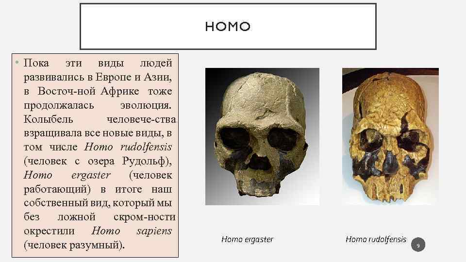 HOMO • Пока эти виды людей развивались в Европе и Азии, в Восточ ной