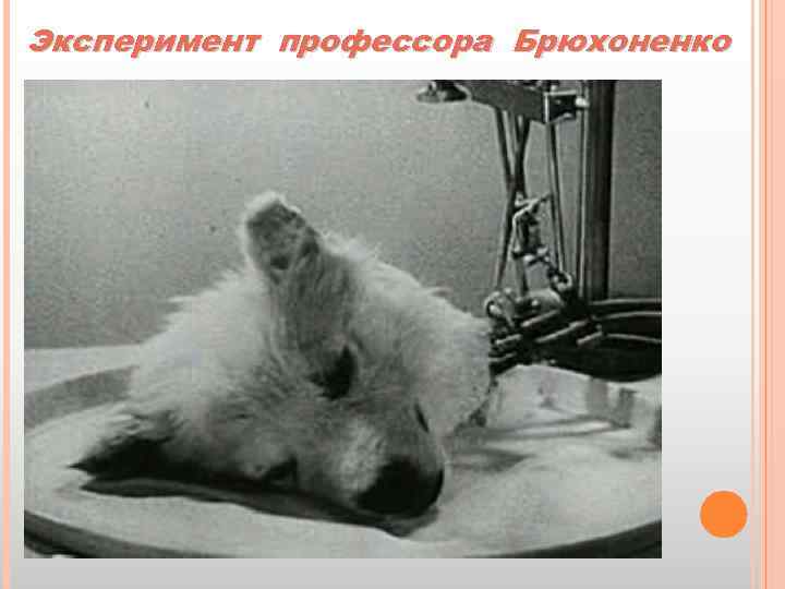 Эксперимент профессора Брюхоненко 