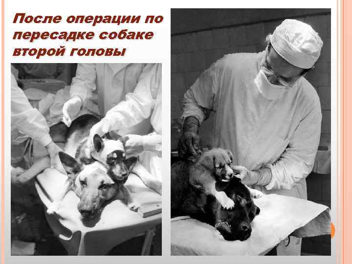После операции по пересадке собаке второй головы 