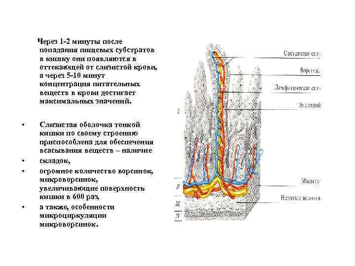 Через 1 -2 минуты после попадания пищевых субстратов в кишку они появляются в оттекающей