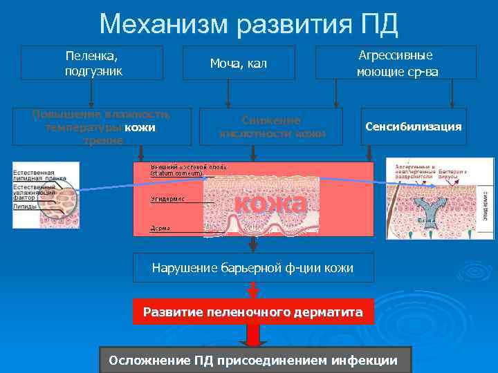 Механизм развития ПД Пеленка, подгузник Моча, кал Повышение влажности, температуры кожи, трение Агрессивные моющие