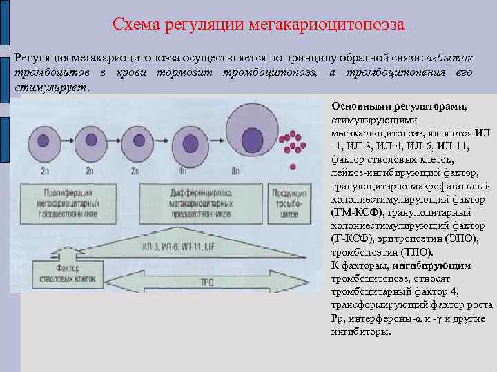 Тромбоцитопоэз происходит в красном мозге по схеме