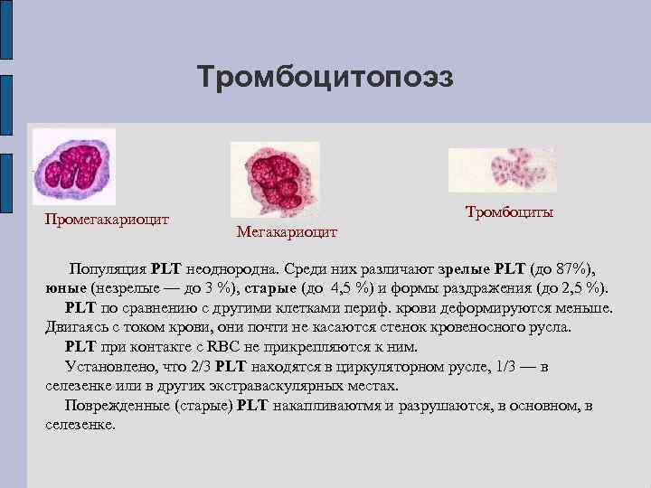 Тромбоцитопоэз происходит в красном мозге по схеме