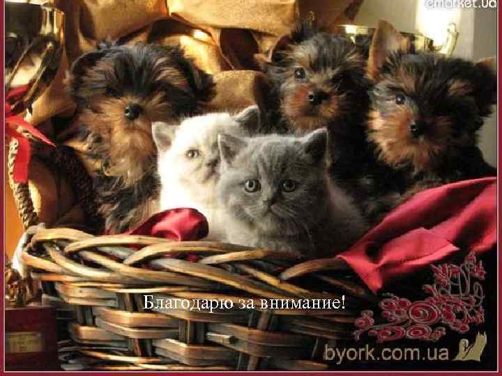 Благодарю за внимание! 