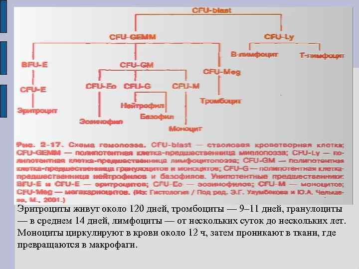 Эритроциты живут около 120 дней, тромбоциты — 9– 11 дней, гранулоциты — в среднем