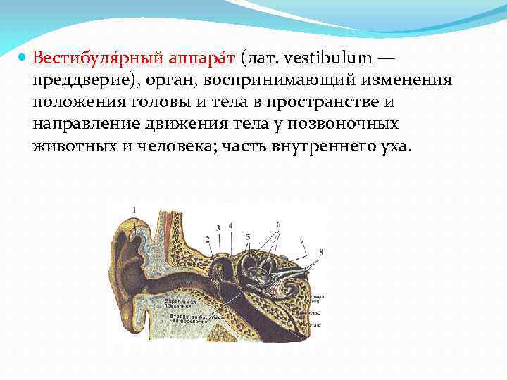 Работа вестибулярного аппарата человека. Вестибулярный аппарат человека. Строение вестибулярного аппарата. Орган воспринимающий изменения положения тела в пространстве. Вестибулярный анализатор строение.