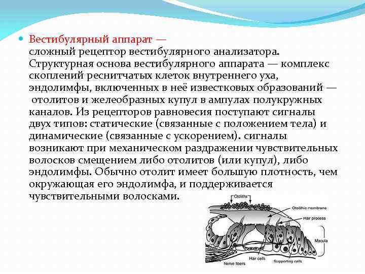  Вестибулярный аппарат — сложный рецептор вестибулярного анализатора. Структурная основа вестибулярного аппарата — комплекс