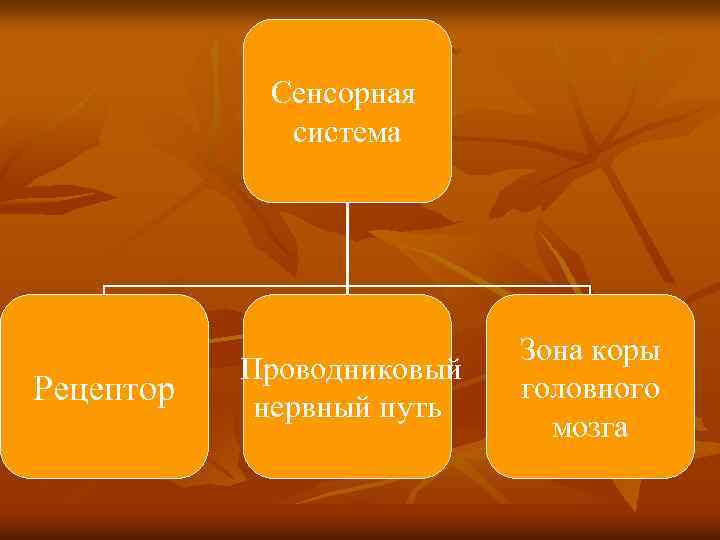 Сенсорная перцептивная интеллектуальная. Сенсорная система. Сенсорно-Перцептивная система.