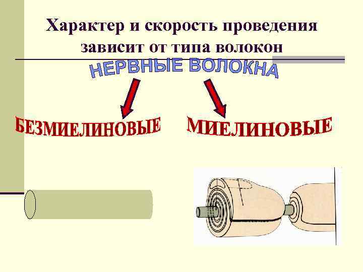 Характер и скорость проведения зависит от типа волокон 