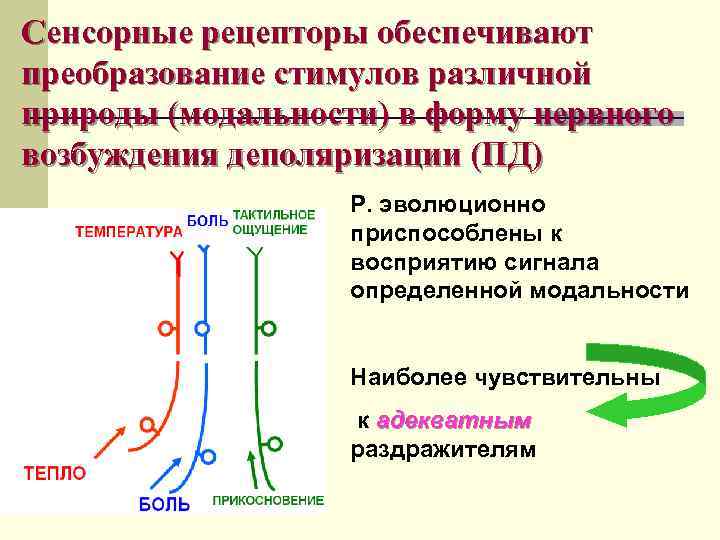 Преобразование обеспечивающие. Механизм возбуждения обонятельных рецепторов схема. Сенсорные рецепторы. Сенсорные рецепторы механизм возбуждения рецептора. Регуляция возбудимости рецепторов.