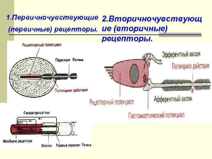 Что воспримут изображенные на рисунке рецепторные