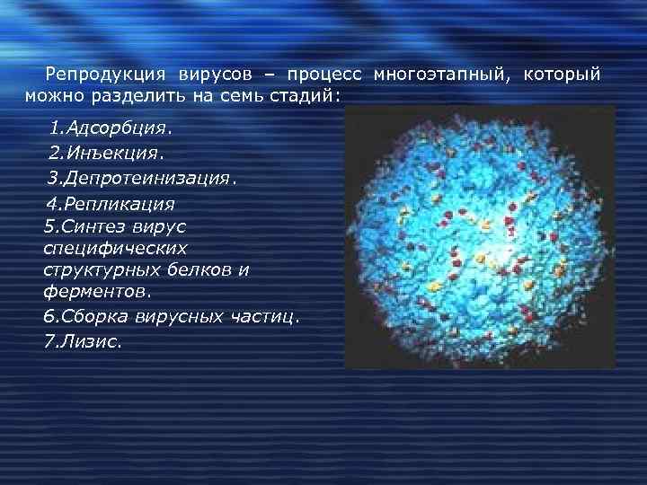Репродукция вирусов – процесс многоэтапный, который можно разделить на семь стадий: 1. Адсорбция. 2.