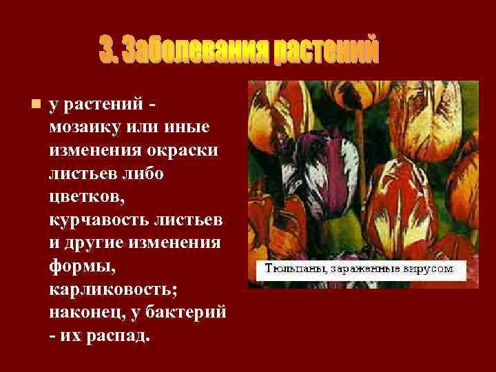 n у растений мозаику или иные изменения окраски листьев либо цветков, курчавость листьев и