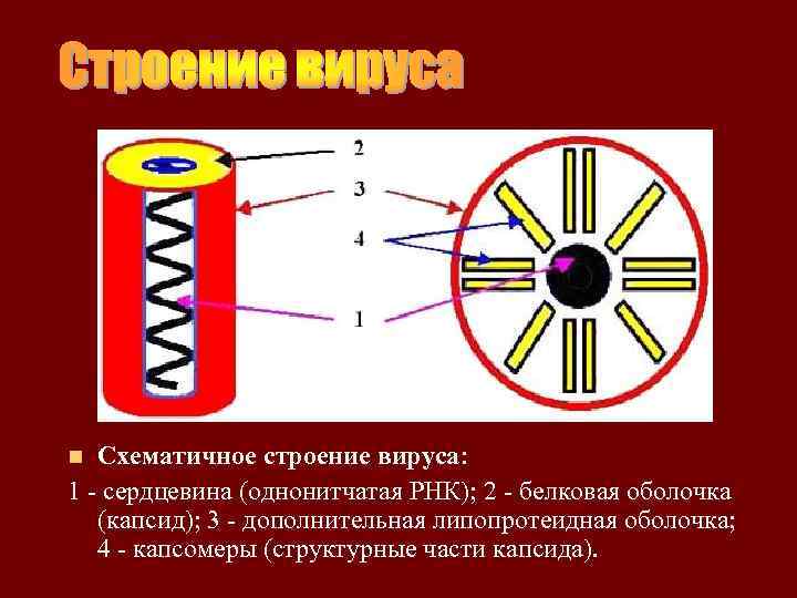 Схематичное строение вируса: 1 - сердцевина (однонитчатая РНК); 2 - белковая оболочка (капсид); 3