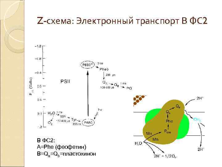 Z-схема: Электронный транспорт В ФС 2: A=Phe (феофетин) B=Qa=Qb=пластохинон 