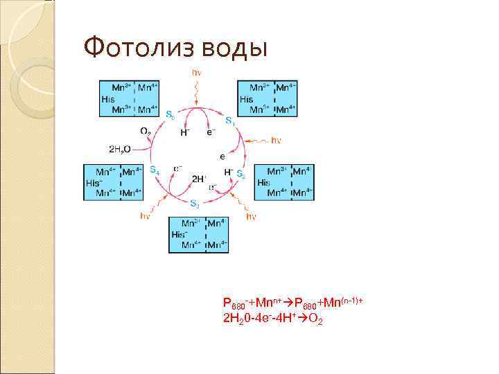 Фотолиз воды P 680 -+Mnn+ P 680+Mn(n-1)+ 2 H 20 -4 e--4 H+ O