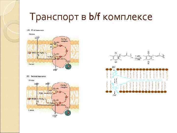 Транспорт в b/f комплексе 