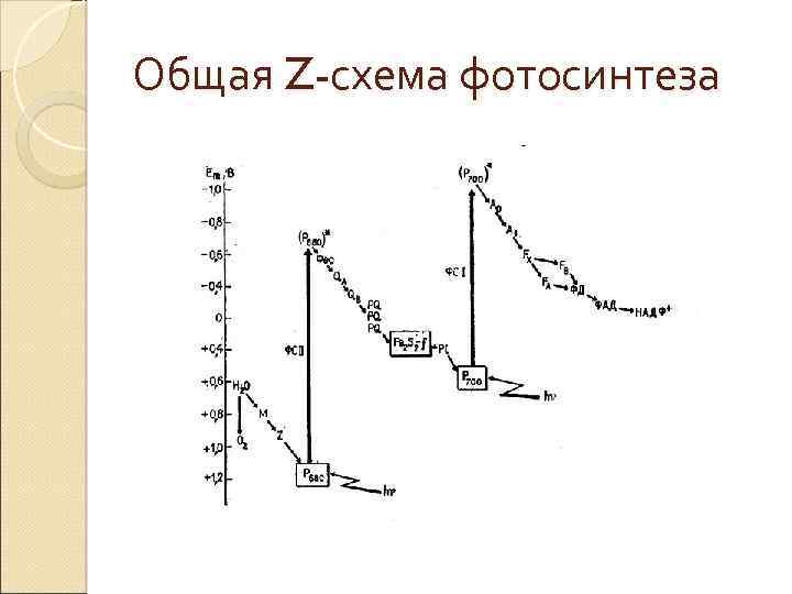 Общая Z-схема фотосинтеза 