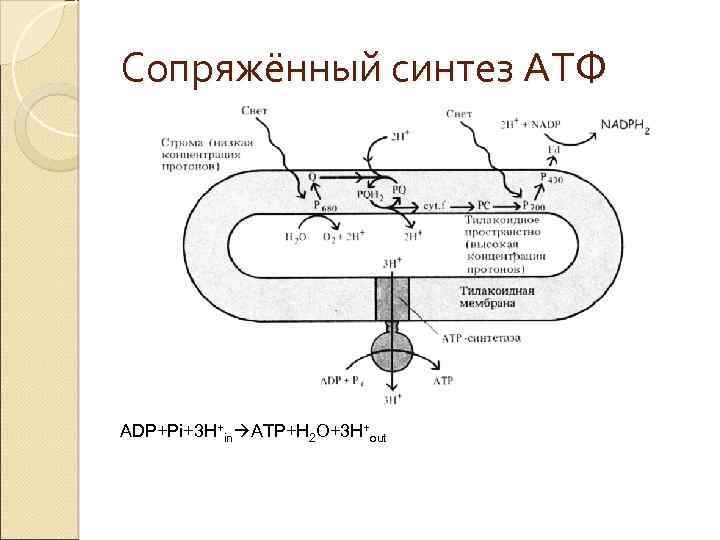 Сопряжённый синтез АТФ ADP+Pi+3 H+in ATP+H 2 O+3 H+out 