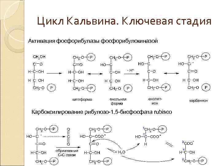 Цикл Кальвина. Ключевая стадия Активация фосфорибулазы фосфорибулокиназой Карбоксилирование рибулозо-1, 5 -бисфосфата rubisco 