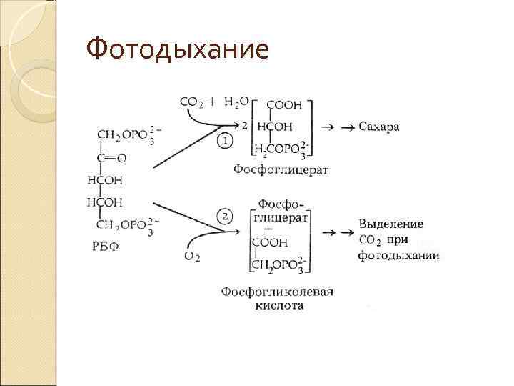 Фотодыхание 