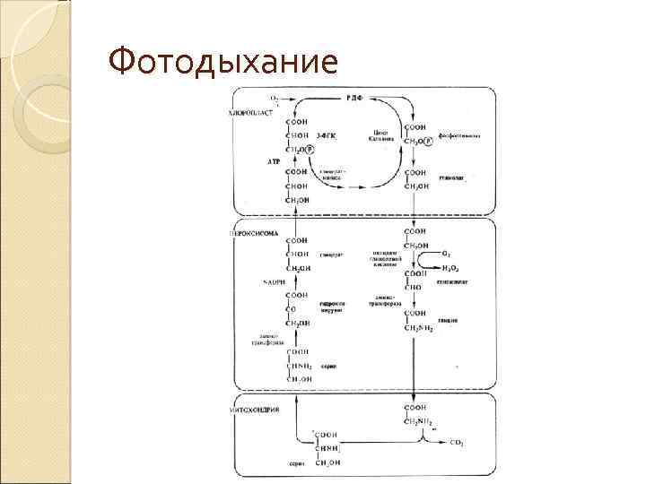 Фотодыхание 