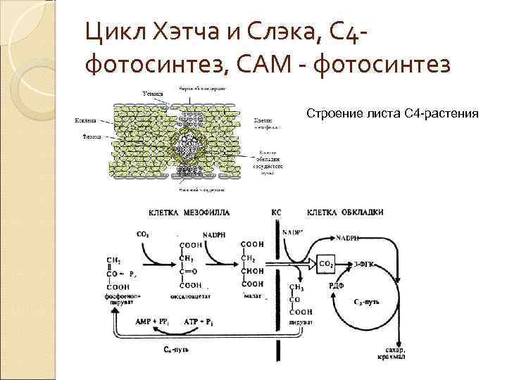 Цикл Хэтча и Слэка, С 4 фотосинтез, САМ - фотосинтез Строение листа С 4